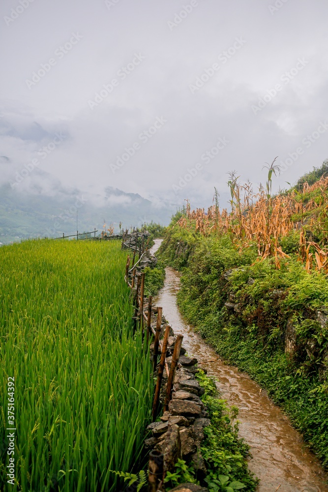 Obraz premium Rice fields path in Vietnam