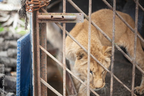 Lion cub in a cage. The wild lion is locked in an aviary. photo