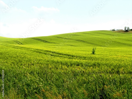  Italy- Tuscany the green hills of the wheat fields