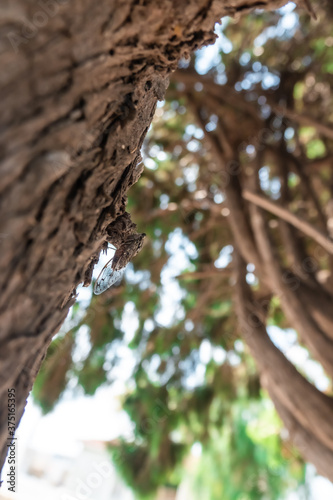 cricket camouflaged on tree bark