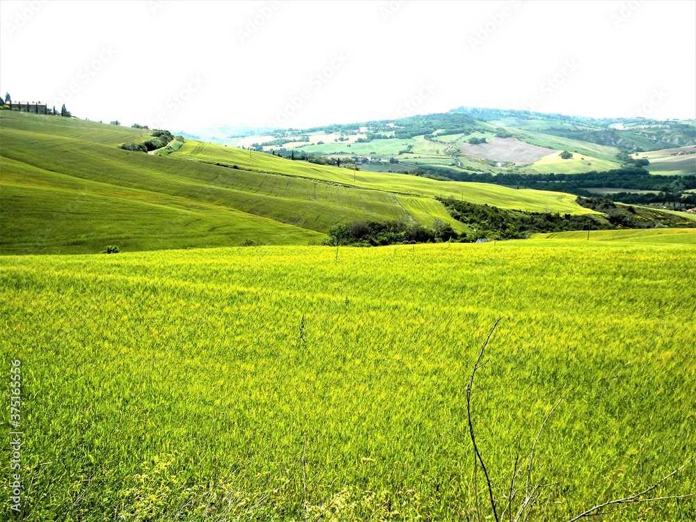 
Italy- Tuscany the green hills of the wheat fields