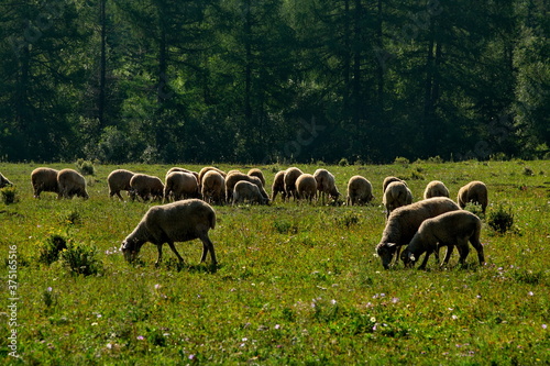 The high pastures of the Altai mountains, Russia. mountain Altai. Sheep grazing peacefully in the larch valleys of the Yabogan river. photo