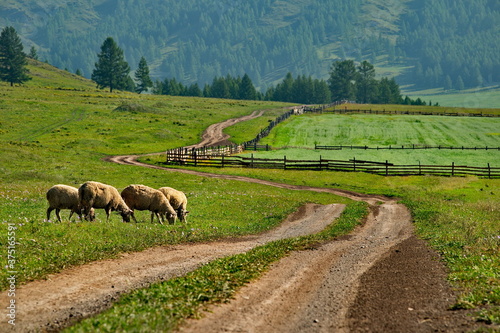 The high pastures of the Altai mountains, Russia. mountain Altai. Sheep grazing peacefully in the larch valleys of the Yabogan river. photo