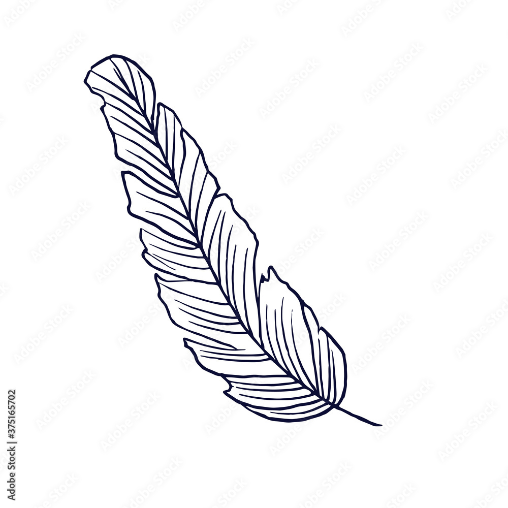 Fototapeta premium The feather of a bird. Vector illustration in the Doodle style. Isolated object on a white background. Hand drawn sketch.