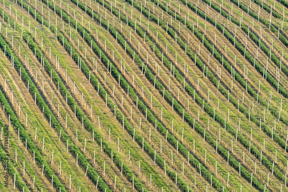 Close-up on the texture of vineyard