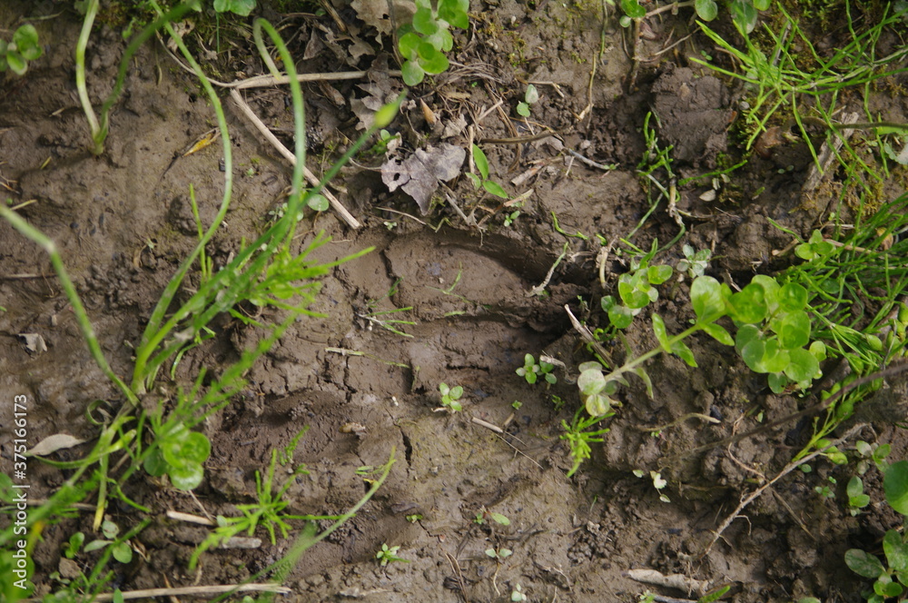 Deer print in dirt Deer print in dirt
