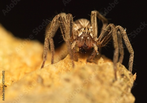 eyes of a brown spider