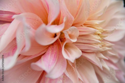 lush garden Dahlia flower close up © eevlada
