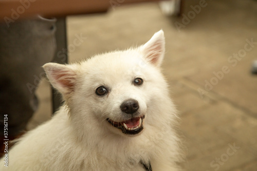 Japanspitz weiß Hund niedlich photo