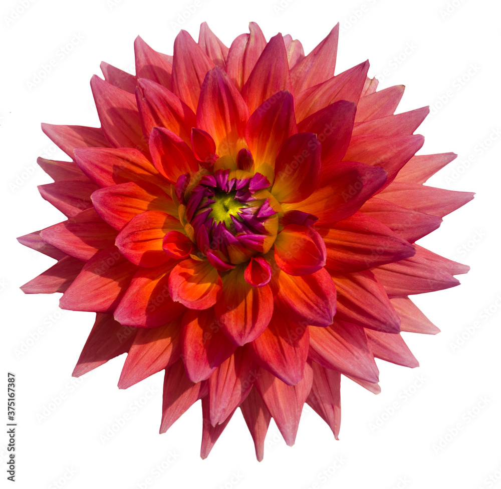 The dahlia (name, Dagla 80) in the dahlia garden Baden Baden near the lichtentaler alley. Baden Baden, Baden Württemberg, Germany The dahlia (name, Dagla 80) in the dahlia garden Baden Baden near the lichtentaler alley. Baden Baden, Baden Württemberg, Germany