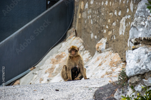 Photo of a female macaque in Gibraltar cuddling her baby. Wild and free monkey in the rock