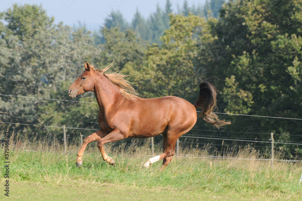 American Quarter Horse auf der Weide American Quarter Horse auf der Weide