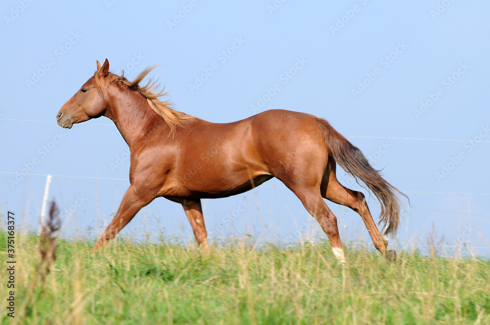 American Quarter Horse auf der Weide American Quarter Horse auf der Weide