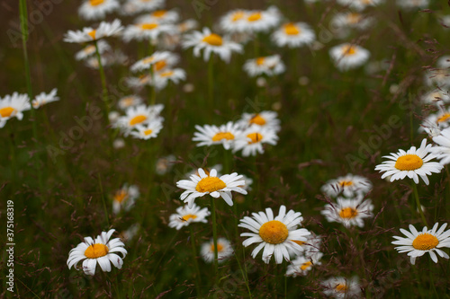 Chamomile in summer. Background from daisies in the field.