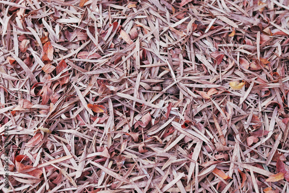 Dry brown leaves on autumn ground floor. Accumulation of aged leaves and debris make organic fertilizer over time. Falling leaves in changing of season. Adaptation of trees in environmental changes. Dry brown leaves on autumn ground floor. Accumulation of aged leaves and debris make organic fertilizer over time. Falling leaves in changing of season. Adaptation of trees in environmental changes.