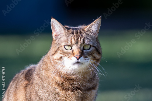 Katze © Eduard Stebner