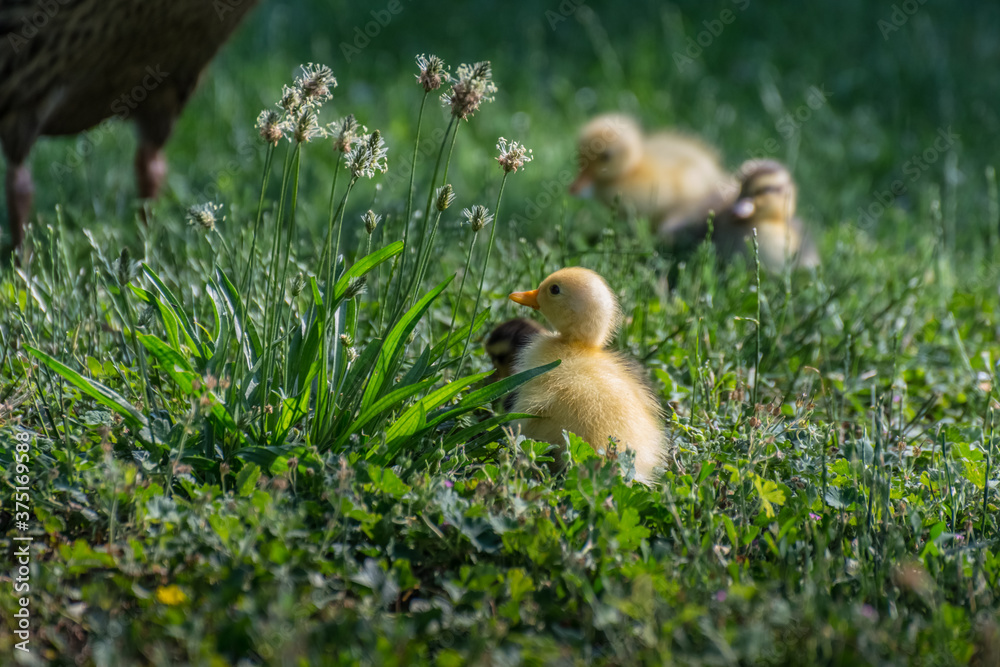 dear running ducks in grass and plants dear running ducks in grass and plants