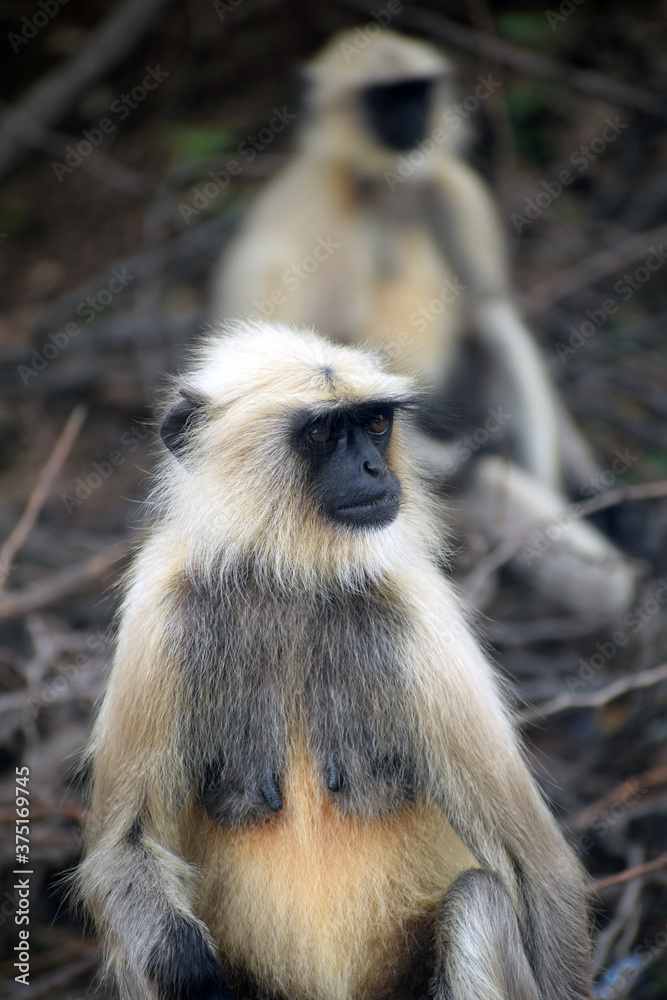 Obraz premium Black Face White Monkey in forest