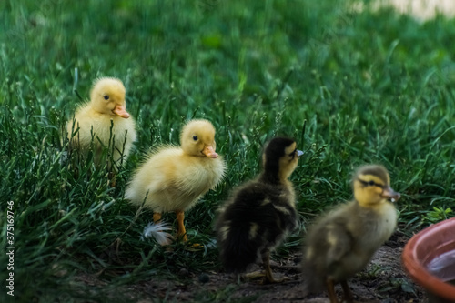 four baby running ducks in a garden