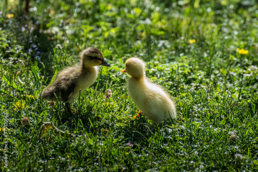 two baby running ducks look at each other two baby running ducks look at each other