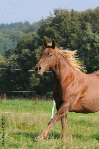 American Quarter Horse auf der Weide