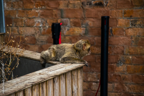 Photo of a wild macaque in Gibraltar up on the rock. Free monkey. 