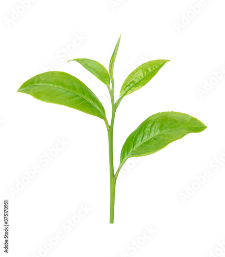 green tea leaf isolated on white background © sathit