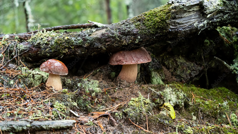 Fototapeta premium Two boletus edulis in the forest, one of them is hiding under the root of a pine tree, in rain. Delicious, wild edible mushroom.