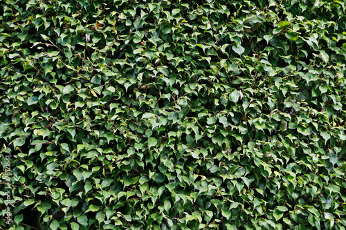 Leaves background, Weeping fig, Ficus benjamina