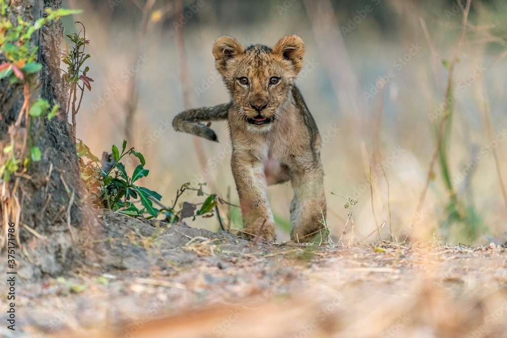 Lion cub in the bush Lion cub in the bush