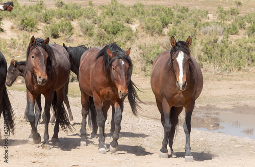 Herd of Wild Horses in the Utah Desert © natureguy