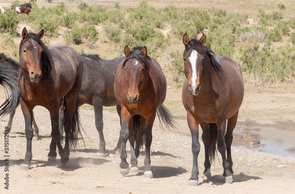 Herd of Wild Horses in the Utah Desert Herd of Wild Horses in the Utah Desert