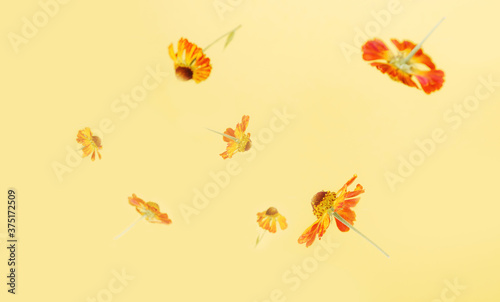 Beautiful flying pastel pink flowers and petals at light blue background  creative floral layout  horizontal