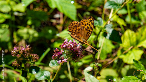 Wonderful splendor of a tiger butterfly