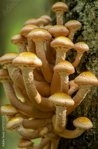 Bunch of Armillaria mellea mushrooms in the autumn forest grows tree trunk