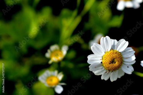 chamomile on the background of foliage