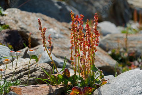 Alpine sorrel, Oxyria digyna, growing in the mountains between rocks photo