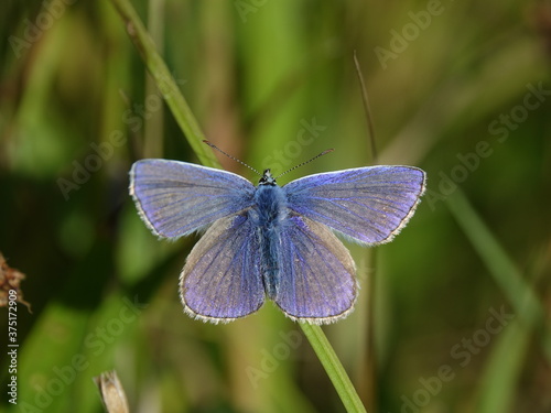 male common blue butterfly (Polyommatus icarus)
