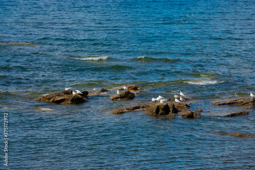 Seagulls on the rocks in Llanquihue Lake. Frutillar Bajo, Chile © DiegoCityExplorer