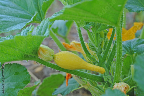 Fruit a crookneck squash on the field