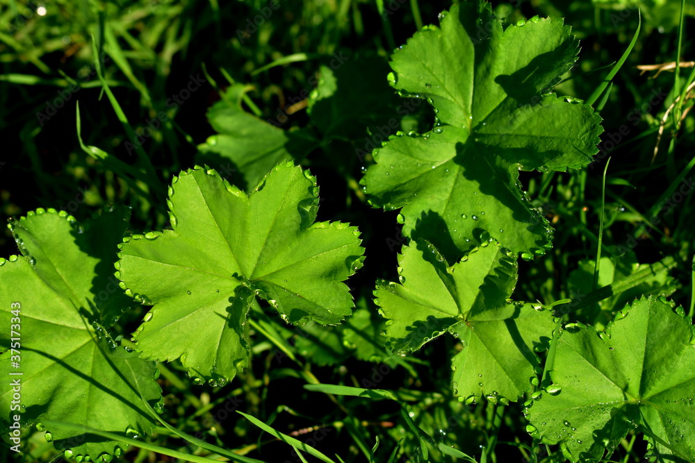Alchemilla vulgaris with dew drops in the morning
