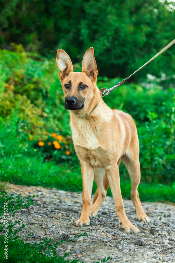 Surprised and expressive dog on a leash with big ears Surprised and expressive dog on a leash with big ears