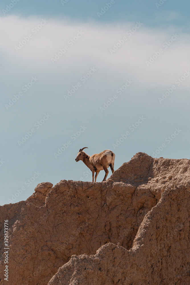 Big Horned Sheep on rocks Big Horned Sheep on rocks