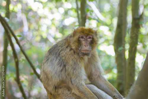 Macaque de Barbarie © SCHAWANN MICHAËL
