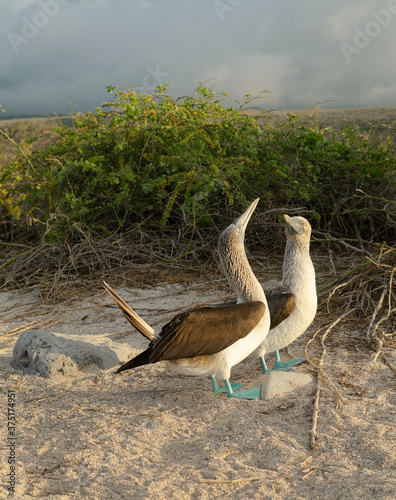 Galapagos BlueFooted Booby Couple photo