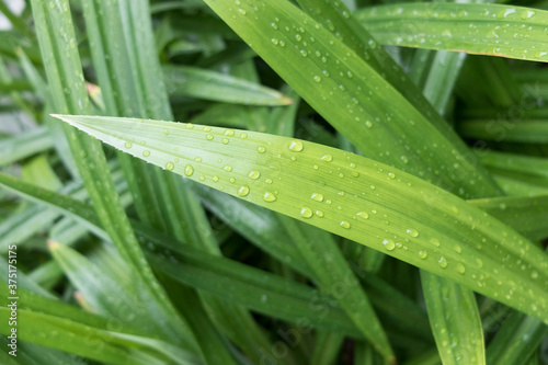 close up green grass with water drop fresh after rain