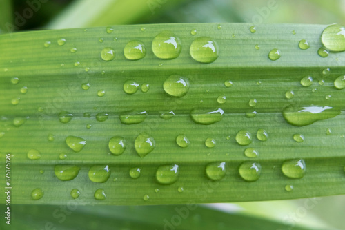 green leaf with water drops fresh rain close up
