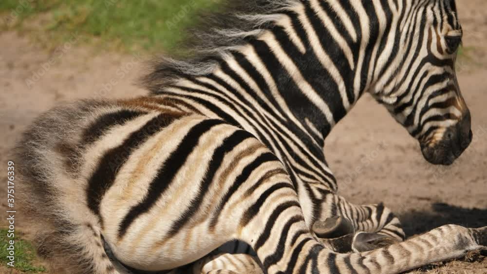 Close up of lone zebra foal resting on the dry savannas of Addo Park, South Africa Close up of lone zebra foal resting on the dry savannas of Addo Park, South Africa
