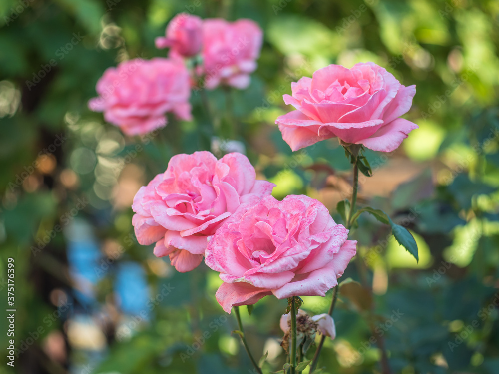 ROSE QUEEN ELIZABETH