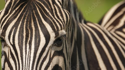 Front view, close up of zebra eyes and face, Addo Park, South Africa